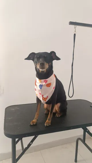 Consiente a tu mascota