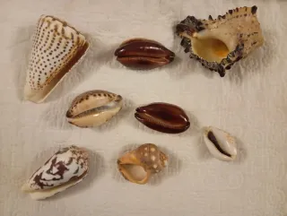 Conchiglie miste