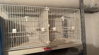 Jaula de apareamiento para pájaros