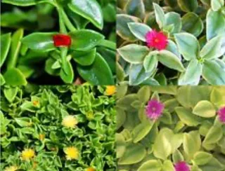 APTENIA. BOX con 10 talee di APTENIA colori misti