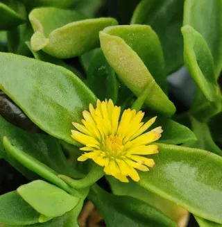 APTENIA. BOX con 10 talee di APTENIA colori misti