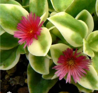 APTENIA. BOX con 10 talee di APTENIA colori misti