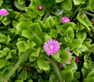 APTENIA. BOX con 10 talee di APTENIA colori misti