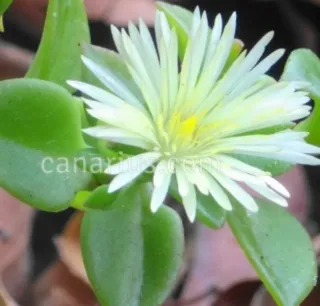 APTENIA. BOX con 10 talee di APTENIA colori misti