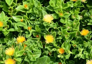 APTENIA. BOX con 10 talee di APTENIA colori misti