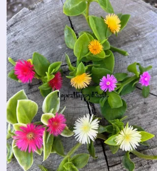 APTENIA. BOX con 10 talee di APTENIA colori misti