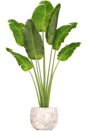 Adhesivo decorativo pared planta+regalo.