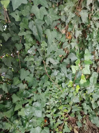 2 talee di edera con radici