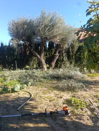 Jardinero sevilla y municipios