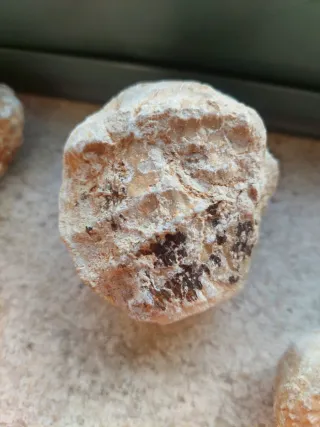 Fósseis-lote bivalves