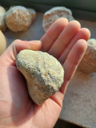 Fósseis-lote bivalves