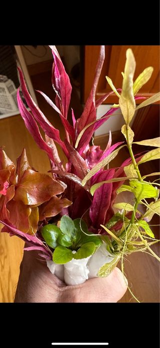 Lote 12 Plantas Acuario Variadas y Coloridas