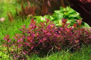 Lote 15 Plantas Acuario Variadas y Coloridas