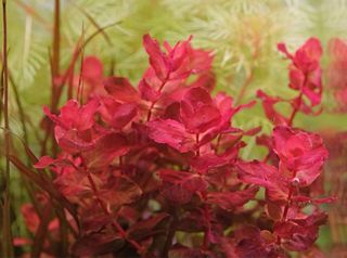 Lote 15 Plantas Acuario Variadas y Coloridas