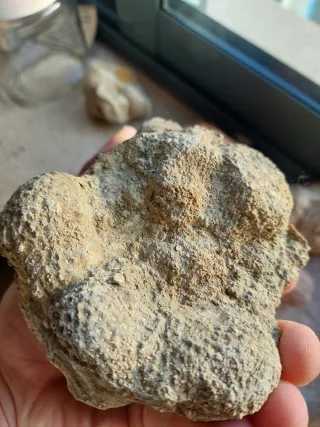 Fóssil de Coral Colonial Jurássico