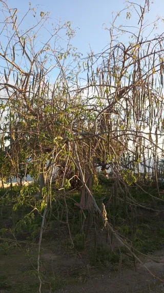 Semillas Moringa Oleifera
