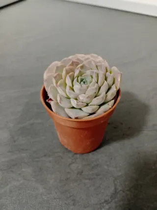 Echeveria elegans planta suculenta