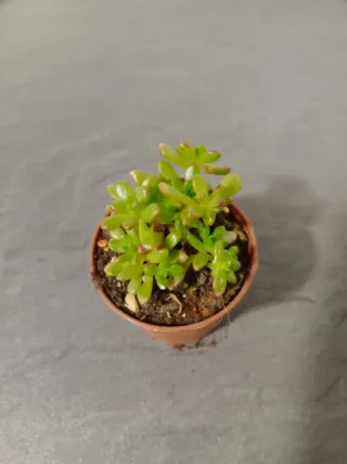 Aeonium Sedifolium Planta Suculenta