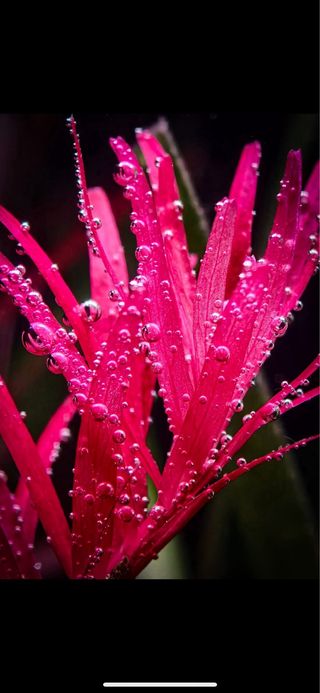 Lote 10+2 Plantas Acuario Verdes y Rojas