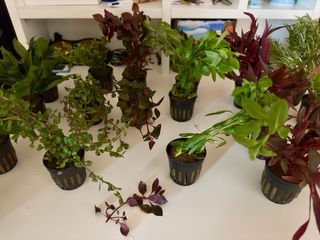 Lote 10+2 Plantas Acuario Verdes y Rojas