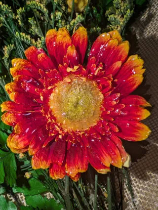 Anillo Flor Gerbera Natural Única