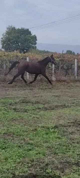 Abono para caballos