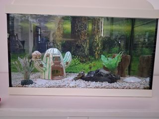 Pecera con accesorios decorativos