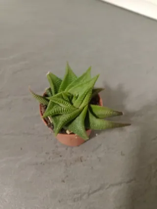 Haworthia limifolia planta suculenta