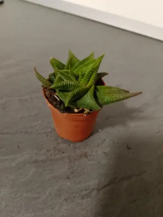 Haworthia limifolia planta suculenta