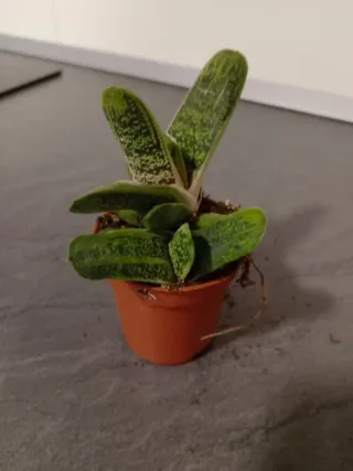 Gasteria CV Little Warty Planta Suculenta