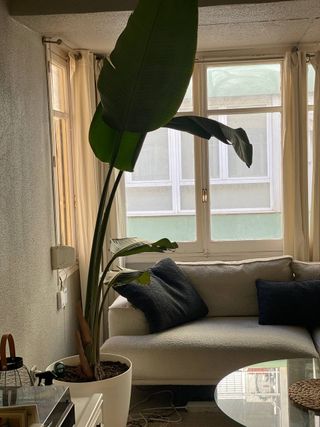 sofá y sillón de lujo