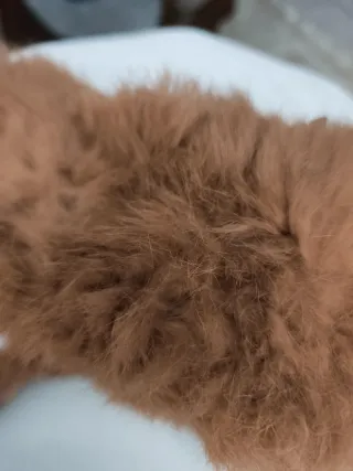 Bufanda piel conejo mujer nueva etiqueta