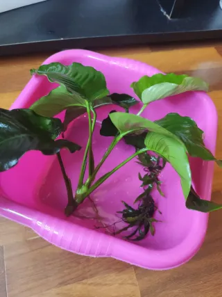 Pack de plantas acuáticas para acuario