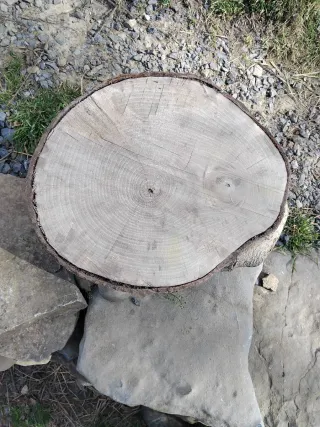 Taburete de tronco de nogal