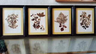 Set 4 Cuadros Flores Secas Marco Madera