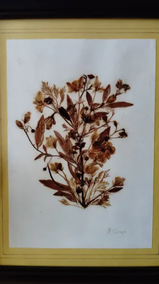 Set 4 Cuadros Flores Secas Marco Madera