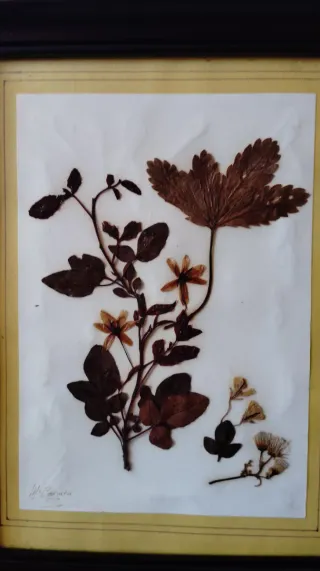 Set 4 Cuadros Flores Secas Marco Madera