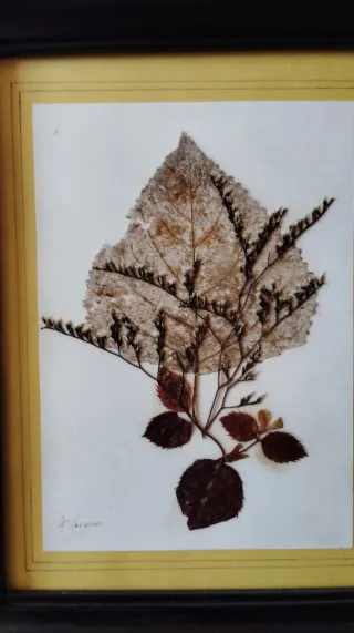 Set 4 Cuadros Flores Secas Marco Madera