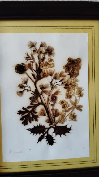 Set 4 Cuadros Flores Secas Marco Madera