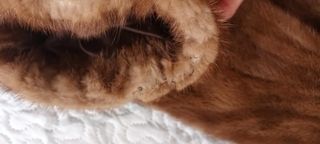 Chaqueta de piel juvenil