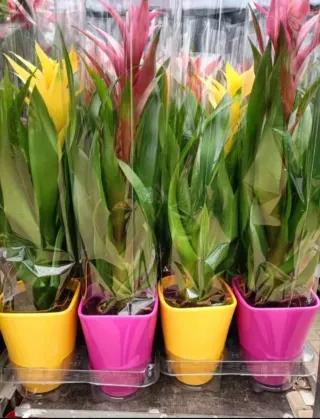 Set 4 Vasi Ceramica Colorati ø12cm