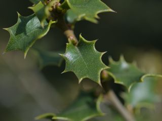 Objetivo Olympus Zuiko Digital 35mm f/3.5 Macro