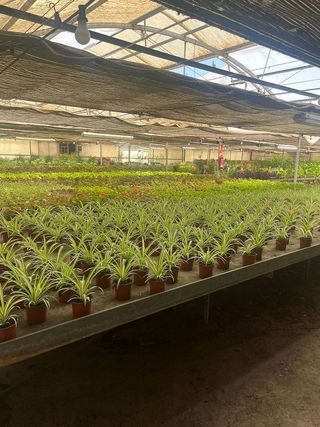 Nave industrial en alquiler en Reyes Católicos en Alcalá de Henares