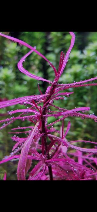 Lote 12+3 Plantas Acuario Variadas Coloridas