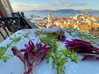 Lote 8+1 Plantas Acuario Variadas y Coloridas