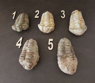 Trilobite Fósil Auténtico Caja Regalo Ref A010