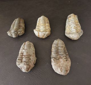 Trilobite Fósil Auténtico Caja Regalo Ref A010