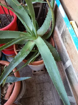 Planta Aloe Vera