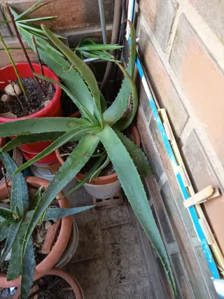Planta Aloe Vera