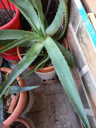 Planta Aloe Vera